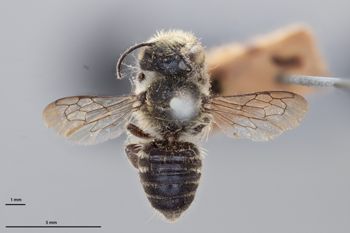 Media type: image;   Entomology 791075 Aspect: habitus dorsal view
